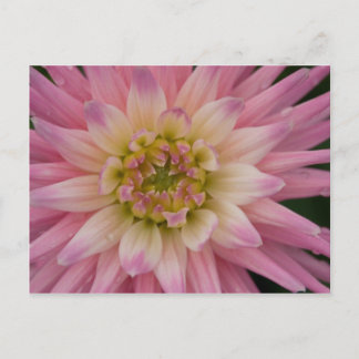 Dahlia Postcard | Postkarte Dahlie Vykort