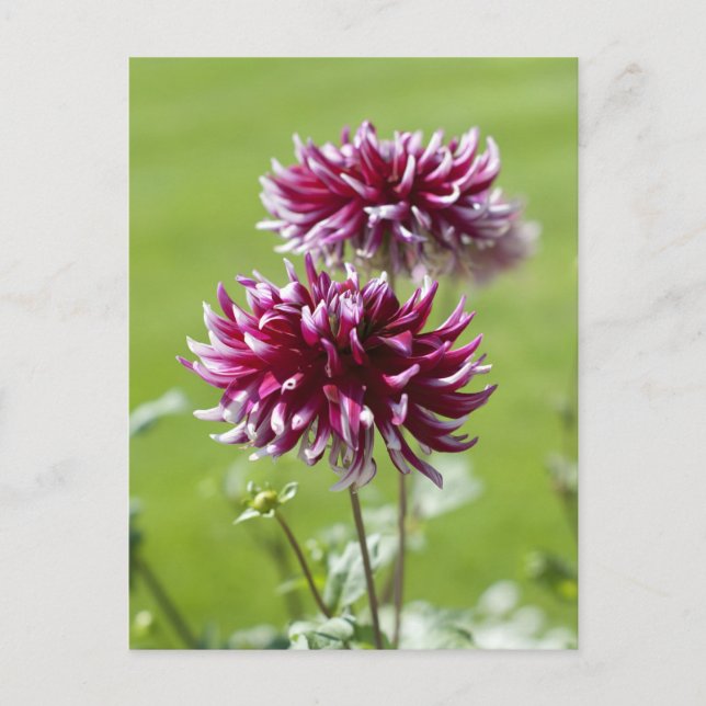 Dahlia Postcard Vykort (Framsida)