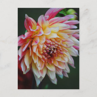 Dahlia Postcard Vykort