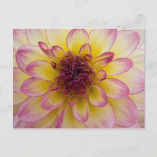 Dahlia Postcard Vykort (Framsida)