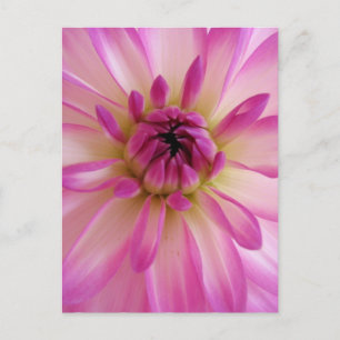Dahlia Postcard Vykort