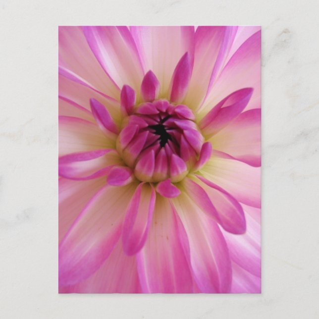 Dahlia Postcard Vykort (Framsida)