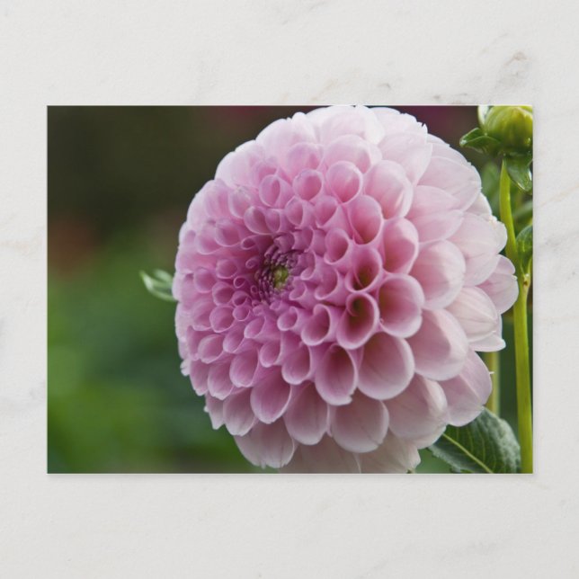Dahlia Postcard Vykort (Framsida)