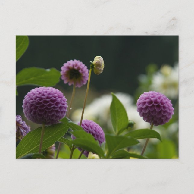 Dahlia Postcard Vykort (Framsida)