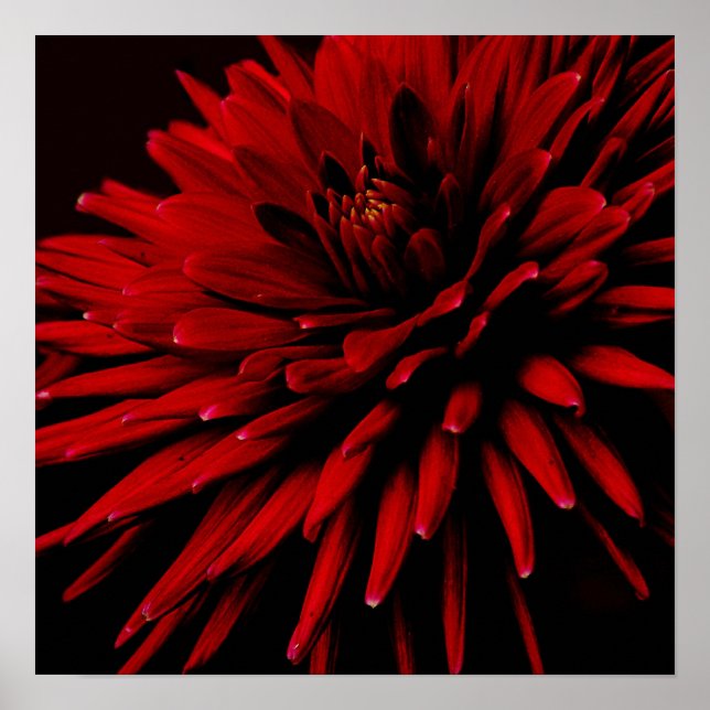 dahlia poster (Framsidan)