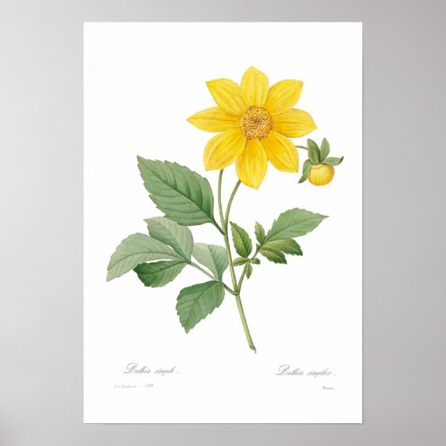 Dahlia Poster (Framsidan)