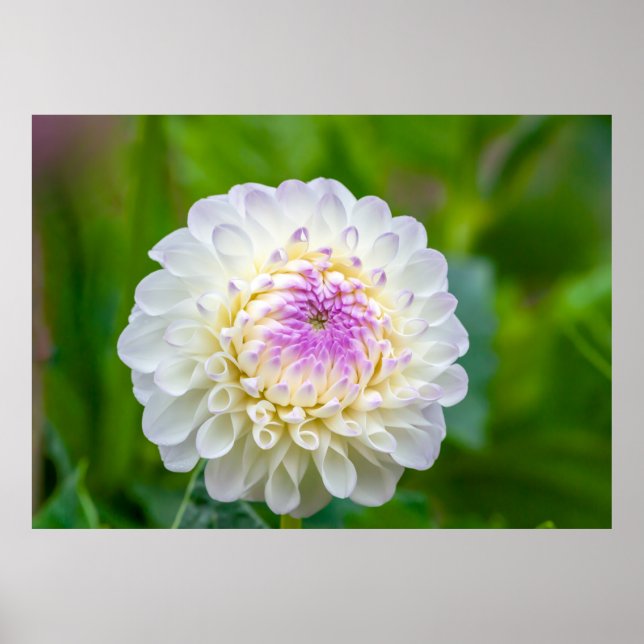 Dahlia Poster (Framsidan)