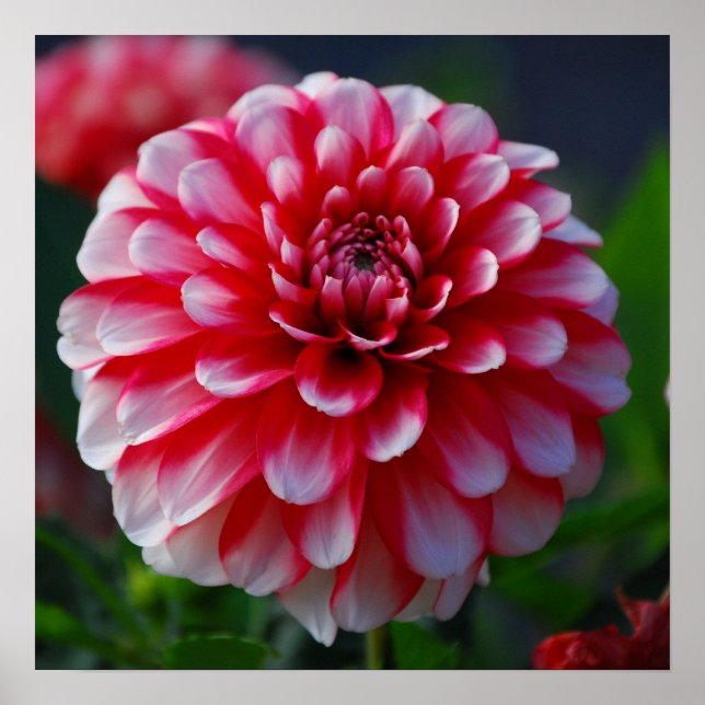 Dahlia Poster (Framsidan)