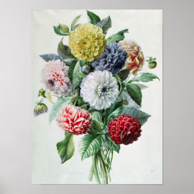 Dahlia Poster (Framsidan)