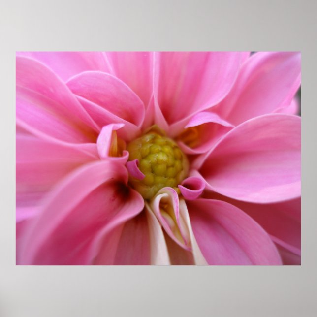 Dahlia Poster (Framsidan)