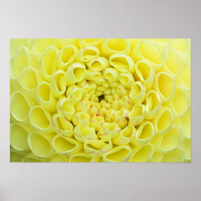 Dahlia Poster (Framsidan)