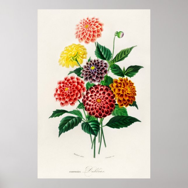 Dahlia Poster (Framsidan)