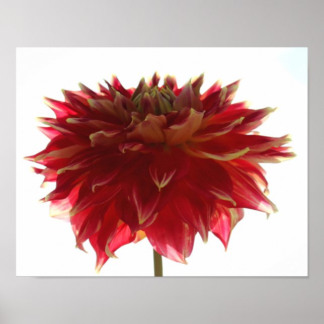 Dahlia Poster (Framsidan)
