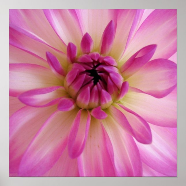 Dahlia Poster (Framsidan)