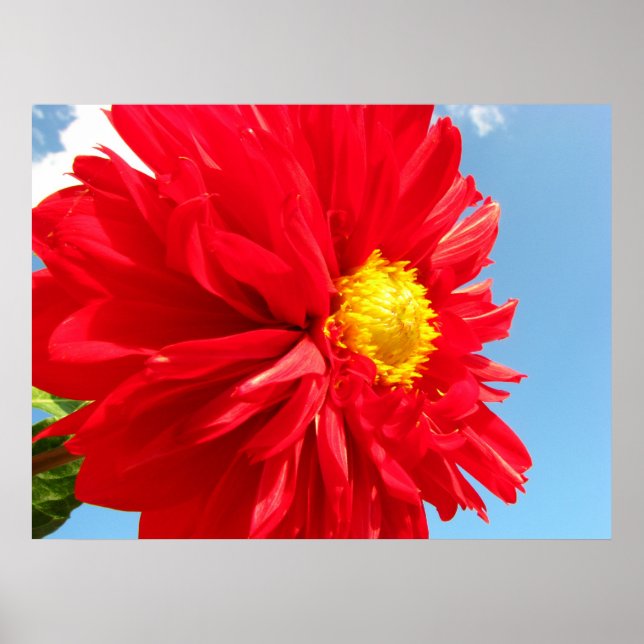 dahlia poster (Framsidan)