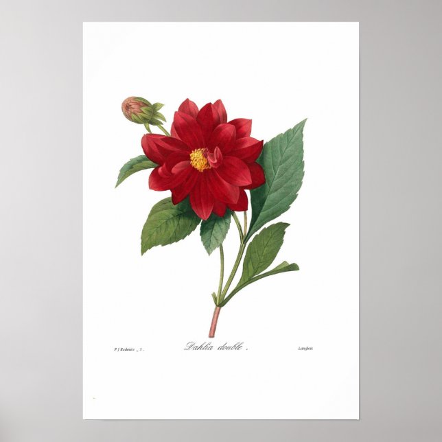 Dahlia Poster (Framsidan)