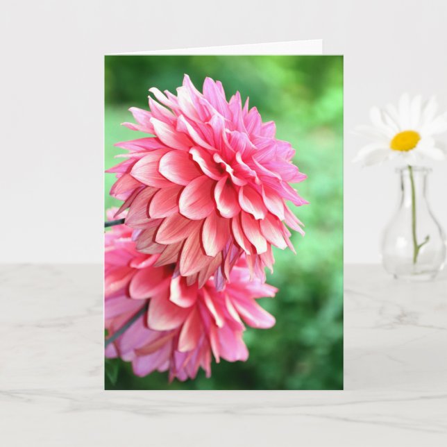 Dahlia-profil Kort (Liten växt)