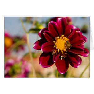 Dahlia röd baby OBS kort