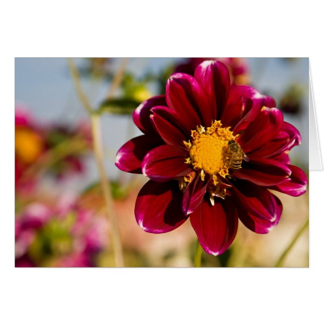 Dahlia röd baby OBS kort (Framsidan Horizontal)