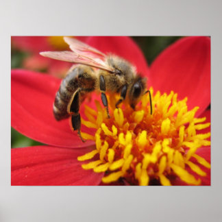 Dahlia (röd) poster