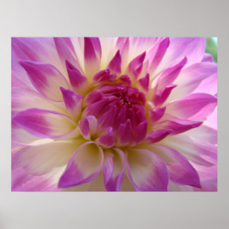 Dahlia Rosa Lila Flower Art Prints Framed Canvas Poster
