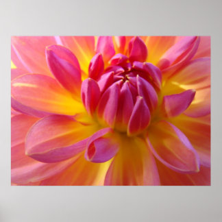 Dahlia Rosa Lila Gul Blomma Konsttryck Canvas Poster