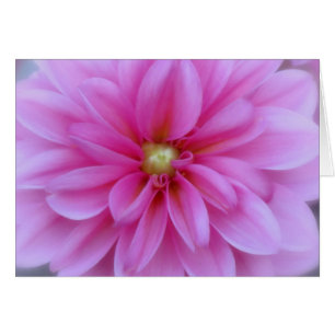 Dahlia Rosa - stäng Hälsningskort