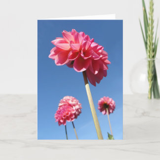 Dahlia, rosa tallblommor vinkla med blå himmel kort