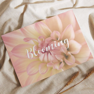 Dahlia rose poudré pêche crème blooming vykort