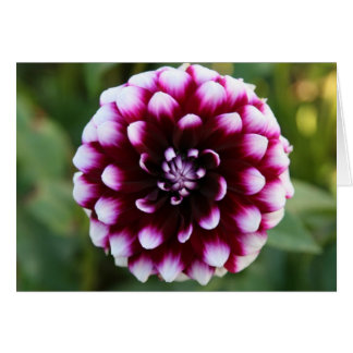 Dahlia Ryan C OBS Kort