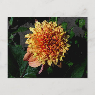 Dahlia Sandia Brocade#1 vykort