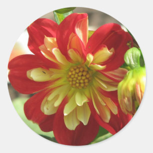 Dahlia Scarlet Runt Klistermärke