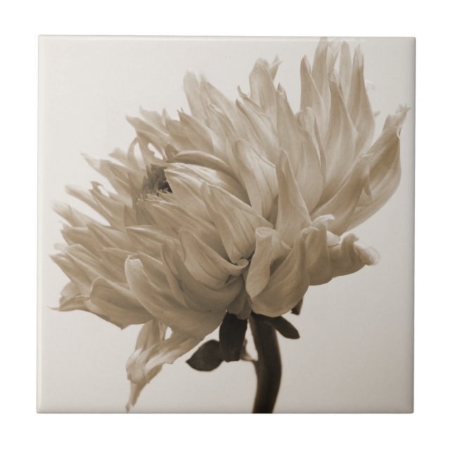 Dahlia sepia print kakelplatta (Framsidan)
