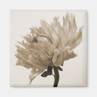 Dahlia sepia print magnet