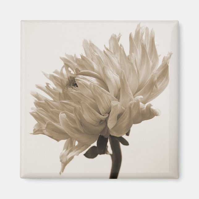 Dahlia sepia print magnet (Framsidan)