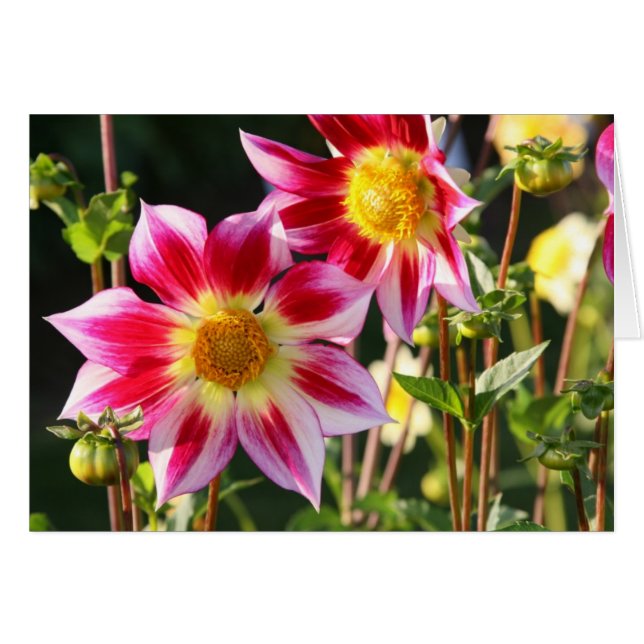 Dahlia skrothund OBS kort (Framsidan Horizontal)
