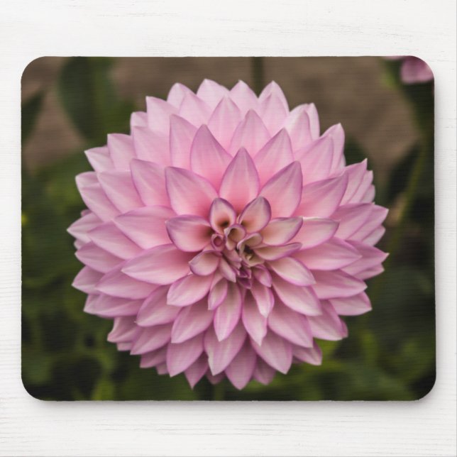 Dahlia sommarblomma musmatta (Framsidan)