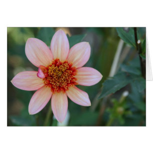 Dahlia totalt Tangerine OBS Kort