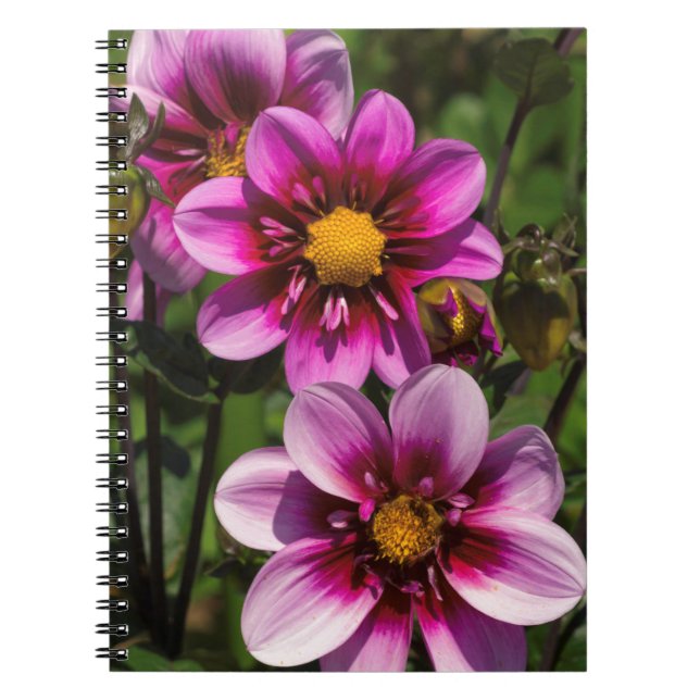 Dahlia Trio Anteckningsbok (Framsidan)