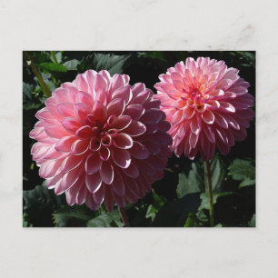 Dahlia Valley Porcupine #1-vykort Vykort