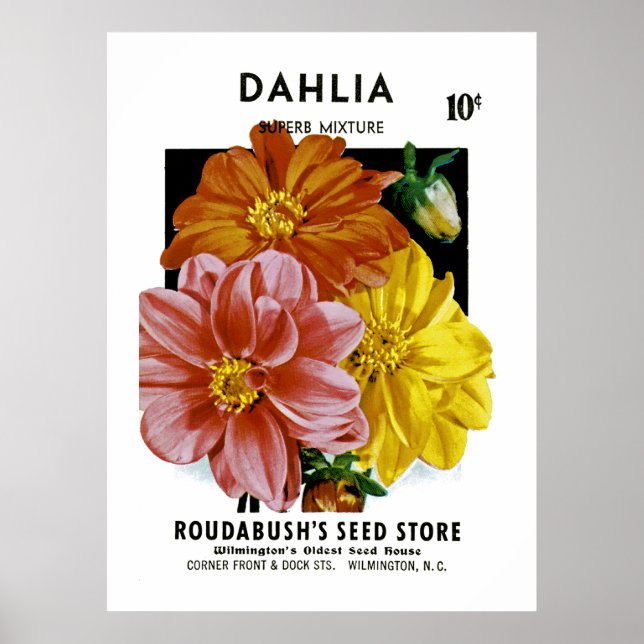 Dahlia Vintage Seed Packet Poster (Framsidan)