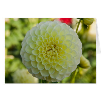 Dahlia vit Nettie OBS Kort