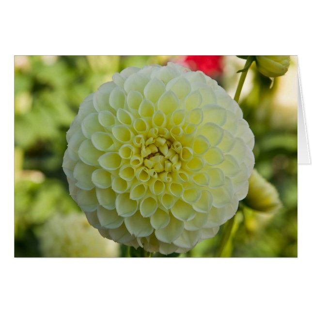 Dahlia vit Nettie OBS Kort (Framsidan Horizontal)