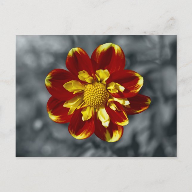 Dahlia vykort (Framsida)