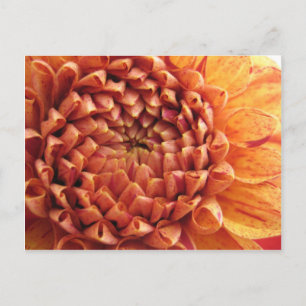 dahlia - vykort