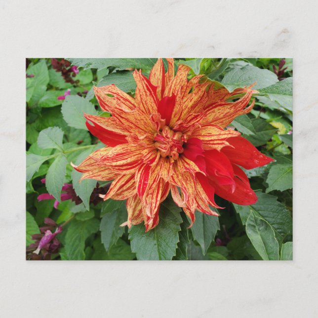 Dahlia Vykort (Framsida)