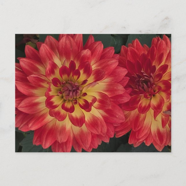 Dahlia Vykort (Framsida)