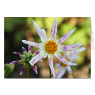 Dahlia Willie Willie OBS Kort