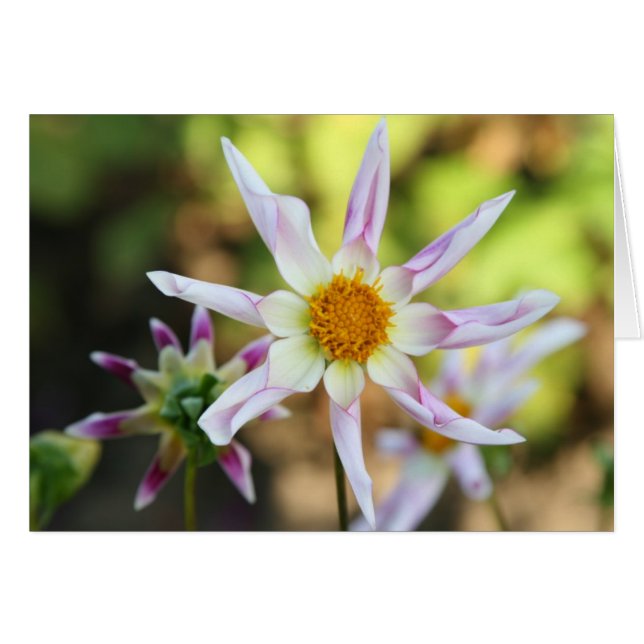 Dahlia Willie Willie OBS Kort (Framsidan Horizontal)