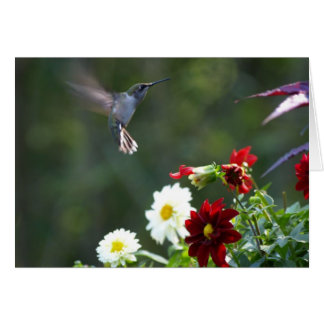 DahliaHummer Hälsningskort